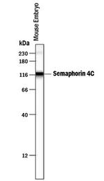 SEMA4C Antibody in Western Blot (WB)