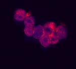 RARRES3 Antibody in Immunocytochemistry (ICC/IF)