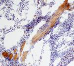 BMP-6 Antibody in Immunohistochemistry (Frozen) (IHC (F))