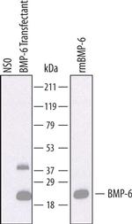 BMP-6 Antibody in Western Blot (WB)