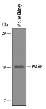 PACAP Antibody in Western Blot (WB)