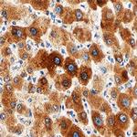 UGT1A1 Antibody in Immunohistochemistry (Paraffin) (IHC (P))