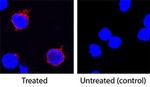 IL-2 Antibody in Immunocytochemistry (ICC/IF)