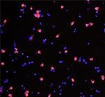 IL-4 Antibody in Immunocytochemistry (ICC/IF)