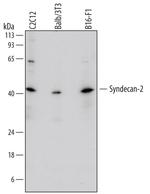 Syndecan 2 Antibody in Western Blot (WB)