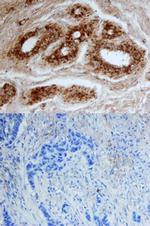 CELSR2 Antibody in Immunohistochemistry (Paraffin) (IHC (P))