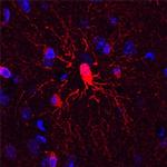 PLXNB3 Antibody in Immunohistochemistry (Frozen) (IHC (F))