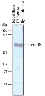 PLXNB3 Antibody in Western Blot (WB)