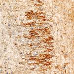 NELL1 Antibody in Immunohistochemistry (Frozen) (IHC (F))