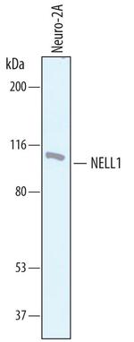 NELL1 Antibody in Western Blot (WB)