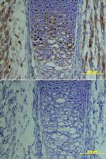 TSG Antibody in Immunohistochemistry (Frozen) (IHC (F))