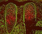 TSG Antibody in Immunohistochemistry (Frozen) (IHC (F))