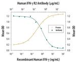 IFNGR2 Antibody