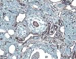 ICAM-2 Antibody in Immunohistochemistry (Frozen) (IHC (F))