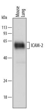 ICAM-2 Antibody in Western Blot (WB)