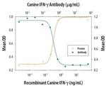 IFN gamma Antibody