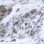 XIAP Antibody in Immunohistochemistry (Paraffin) (IHC (P))