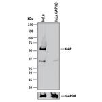 XIAP Antibody in Western Blot (WB)