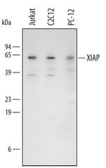 XIAP Antibody in Western Blot (WB)