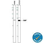 XIAP Antibody in Western Blot (WB)