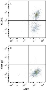 XCR1 Antibody in Flow Cytometry (Flow)