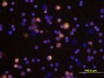 MIP-3 beta Antibody in Immunocytochemistry (ICC/IF)