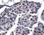 Contactin 1 Antibody in Immunohistochemistry (Paraffin) (IHC (P))