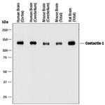 Contactin 1 Antibody in Western Blot (WB)