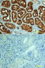 ACE Antibody in Immunohistochemistry (Paraffin) (IHC (P))