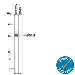 FGF19 Antibody in Western Blot (WB)