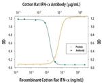 IFN alpha Antibody