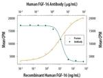 FGF16 Antibody