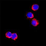 IL-5 Antibody in Immunocytochemistry (ICC/IF)