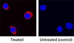 IL-5 Antibody in Immunocytochemistry (ICC/IF)