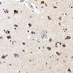 APLP1 Antibody in Immunohistochemistry (Paraffin) (IHC (P))