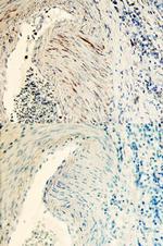 TSKU Antibody in Immunohistochemistry (Paraffin) (IHC (P))