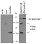 TGM3 Antibody in Western Blot (WB)