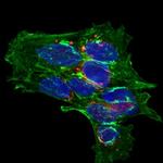 CPLX2 Antibody in Immunocytochemistry (ICC/IF)