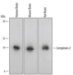 CPLX2 Antibody in Western Blot (WB)