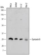 STX8 Antibody in Western Blot (WB)