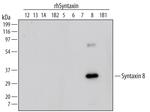 STX8 Antibody in Western Blot (WB)