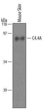 Lypd3 Antibody in Western Blot (WB)