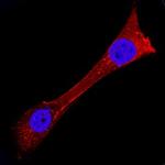 USP2 Antibody in Immunocytochemistry (ICC/IF)