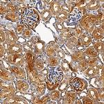 USP2 Antibody in Immunohistochemistry (Frozen) (IHC (F))