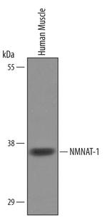 NMNAT1 Antibody in Western Blot (WB)