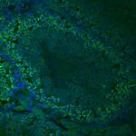 TDRKH Antibody in Immunohistochemistry (Frozen) (IHC (F))