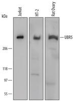 HYD Antibody in Western Blot (WB)