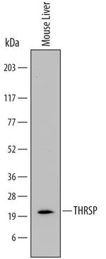 THRSP Antibody in Western Blot (WB)