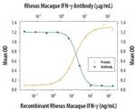 GM-CSF Antibody