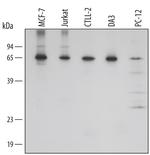 AIF Antibody in Western Blot (WB)